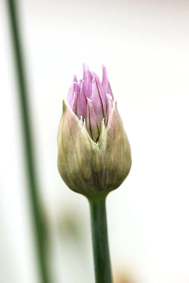 7 Consigli per Creare un Orto di Erbe Aromatiche | The Suburban Soapbox