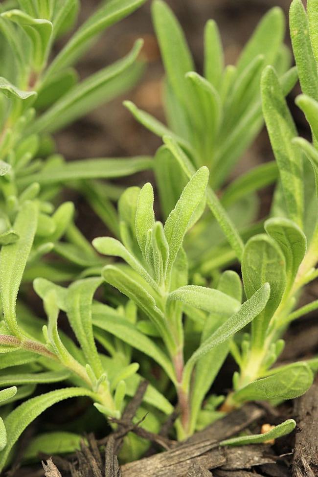 7 Consigli per Avviare un Orto di Erbe Aromatiche | The Suburban Soapbox