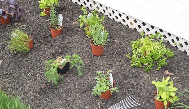 7 Consigli per Avviare il Tuo Orto di Erbe Aromatiche | The Suburban Soapbox #herbgardening #OXOSpringGardening