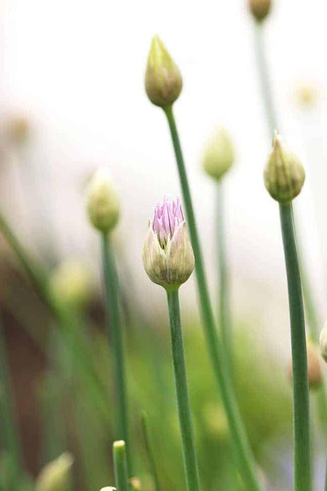 Orto di Erbe Aromatiche
